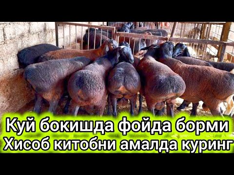 Видео: 1000 КУЙИ БОР АКАДАН ХИСОРИ КУЧКОР БОКИШ УСЛУБИ #сурхондарёхисорикуйлари