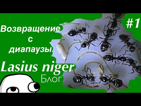 Видео: Lasius niger вернулись с зимовки, блог про лазиус нигер (конец диапаузы)