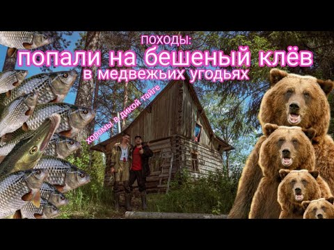 Видео: ПОХОДЫ: бешеный клёв на дальнем озере. Столько следов медведя я ещё не видел. Хоромы в дикой тайге
