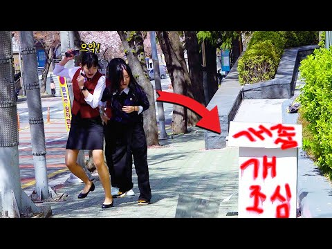 Видео: Злая собака в коробке розыгрыш. Южная Корея