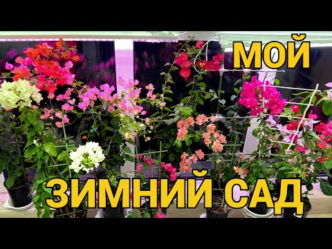 Видео: МОЙ ЗИМНИЙ САД: КОЛЛЕКЦИЯ БУГЕНВИЛЛЕЙ: УХОД, УДОБРЕНИЯ, ПОЛИВ, ОБРЕЗКА и пр.