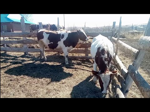 Видео: Продаются тёлки на коров/Алт.край/Перешли на синхронное доение