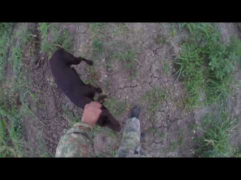 Видео: Охота на перепела 2020 с собакой