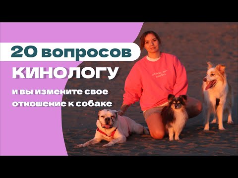 Видео: Гайд для собачников: прогулки, игрушки, корм, воспитание