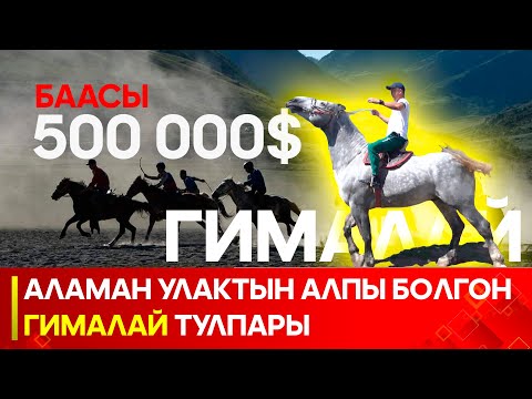 Видео: Азыркынын алп жылкысы - Гималай // "ТУЛПАР" көрсөтүүсү