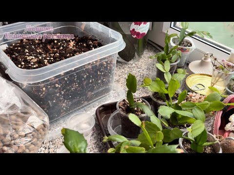 Видео: Грунт и укоренение декабристов и рипсалидопсисов🌱составной грунт для шлюмбергеры и пасхальника 