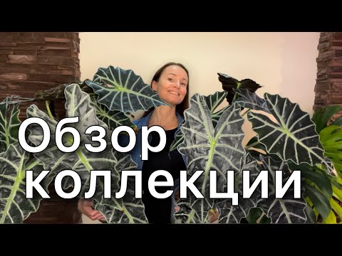 Видео: ОБЗОР | Алоказии | Взрослые растения и детки | Выращивание 2 часть