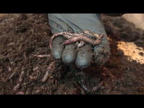 Видео: Виагра для Дендры. Часть 2.