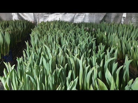 Видео: Выгонка тюльпана. Осталось две недели! Делаем замеры. Корректируем температуру. Хранение без луковиц