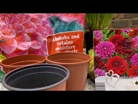 Видео: Бордюрные Георгины зацветут на месяц раньше!