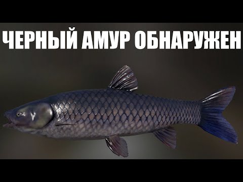 Видео: ЧЕРНЫЙ АМУР на СТАРОМ ОСТРОГЕ в РР4