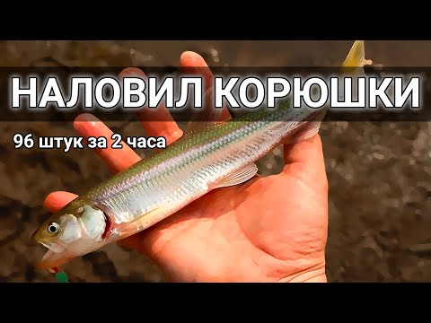 Видео: КОРЮШКА ПОШЛА. Не успевал на 2 удочки. 96 ШТУК за 2 часа.