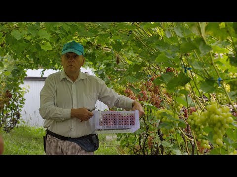 Видео: Мой опыт выращивания винограда в Хабаровске, Мамаев Александр Георгиевич.