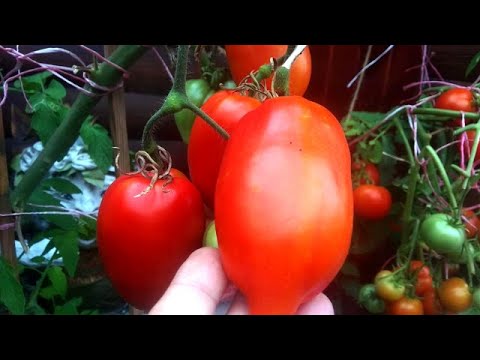 Видео: Можно ли вырастить крупные томаты в ведре? Мой опыт