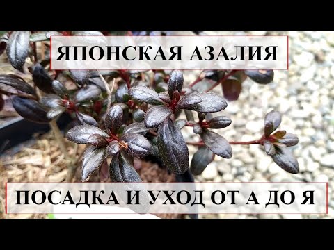 Видео: Японская АЗАЛИЯ посадка и уход  от А до Я | ВСЕ ЧТО НУЖНО ЗНАТЬ О ПОСАДКЕ АЗАЛИИ