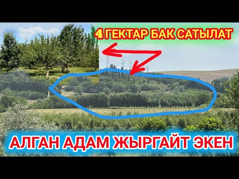Видео: ПАЙ-ПАЙ // 4 ГЕКТАР суулуу ЖЕРДЕН БАК сатылат // 15 жылдык БАК дарактар
