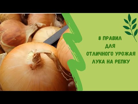 Видео: 🌿☝8 правил для отличного урожая лука на репку