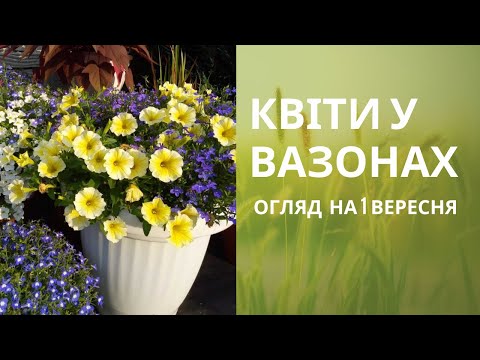 Видео: КВІТИ У ВАЗОНАХ. Огляд на 1 вересня.