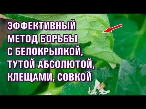 Видео: ЭФФЕКТИВНЫЙ МЕТОД БОРЬБЫ С БЕЛОКРЫЛКОЙ, ТУТОЙ АБСОЛЮТОЙ, КЛЕЩАМИ, СОВКОЙ