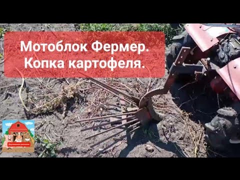 Видео: Мотоблок Фермер 909 MSL. Копка картофеля. #мотоблок #плуг #техника