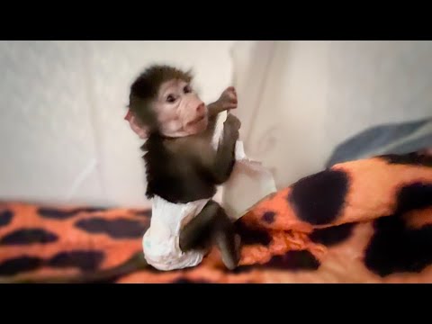 Видео: Люся проснулась в ПОЛШЕСТОГО и УНИЧТОЖАЕТ ДОМ)))