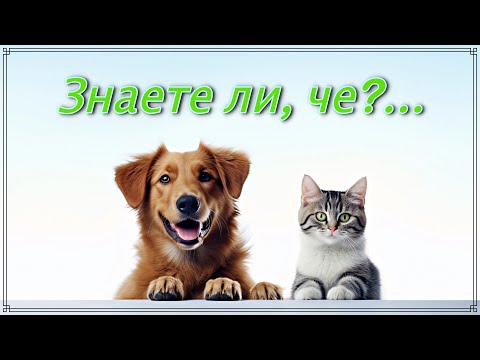 Видео: ЛЮБОПИТНИ ФАКТИ за КУЧЕТАТА и КОТКИТЕ