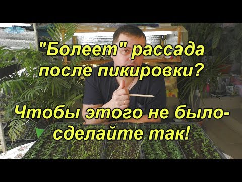 Видео: "Болеет" рассада после пикировки? Как этого избежать.