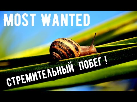 Видео: Лепим улитку из холодного фарфора