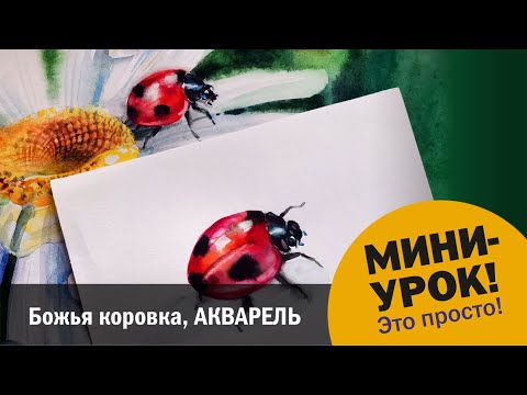 Видео: Божья коровка, акварель
