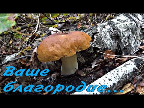 Видео: Благороднее грибов нет! Шикарный сбор.