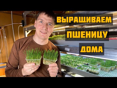 Видео: Как вырастить траву для животных? Выращиваем микрозелень пшеницы