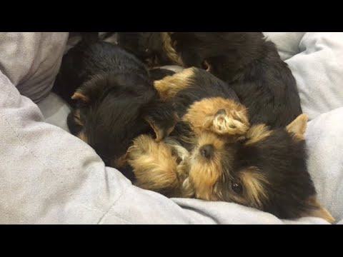 Видео: 7 недельные щенки йоркширского терьера/// гигиеническая стрижка