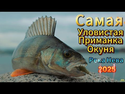 Видео: САМАЯ УЛОВИСТАЯ МОЯ ПРИМАНКА НА ОКУНЯ ДЖИГ РИГ ОТВОДНОЙ НА НЕВЕ РЫБАЛКА Осенний Октябрьский Клёв