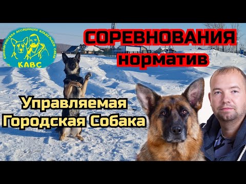 Видео: Какие команды входят в соревнования по УГС (Управляемая Городская Собака)