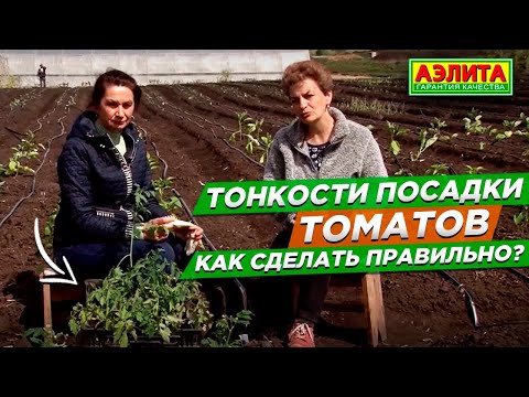 Видео: Правила и тонкости посадки томатов в открытый грунт и на балконе.