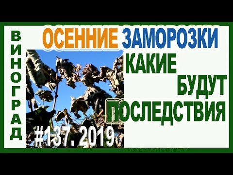 Видео: 🍇 ОСЕННИЕ ЗАМОРОЗКИ на винограднике. Какие ВЕСЕННИЕ неприятности нас ожидают. Как уменьшить потери.