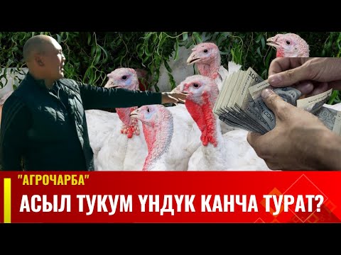 Видео: Асыл тукум үндүк канча турат? | Агрочарба