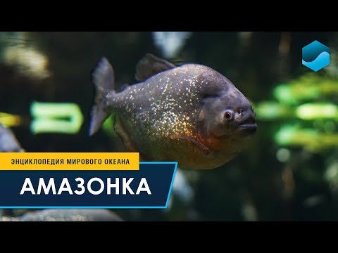 Видео: Амазонка – Энциклопедия Мирового океана