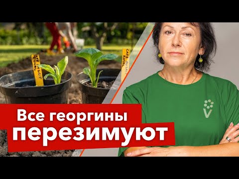 Видео: КАК СОХРАНИТЬ ЧЕРЕНКИ ГЕОРГИНОВ ЗИМОЙ? Показываю результат черенкования и готовлю георгины к зиме