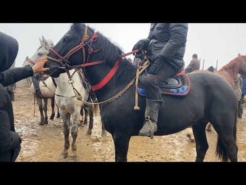 Видео: Шымкент Мал Базар. Жылкы Айғыр Бие Құнан Байтал Тай Жабағы 20.12.2023