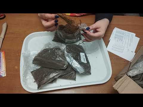 Видео: Саженцы #клематисов. Посылка от фирмы Русский Огород.