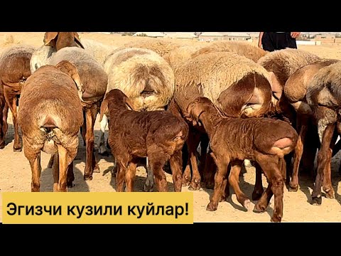 Видео: Эгизчи кузили куйлар! 971500095☎️ 883100698☎️