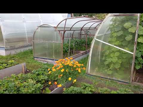 Видео: Как изготовить парник "бабочку" самому.