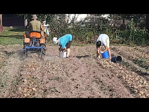 Видео: //Їду до сусідки копати те,що посадив//Відео звід для Сусіда,Жіночий Бат руле//