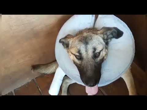 Видео: Врач ставит собаке лангету/Перелом лапы