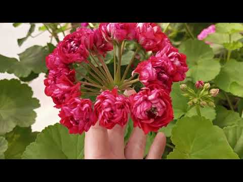 Видео: Часть №1. Обзор пеларгонии!