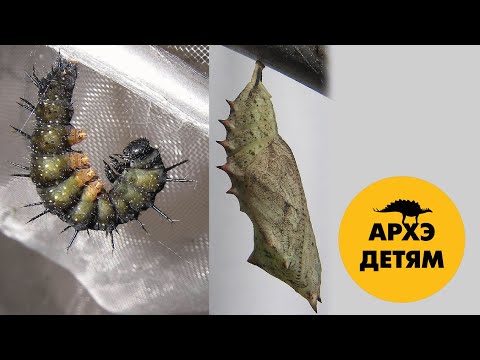 Видео: Превратности жизненных циклов | Вадим Марьинский (выпуск 14)
