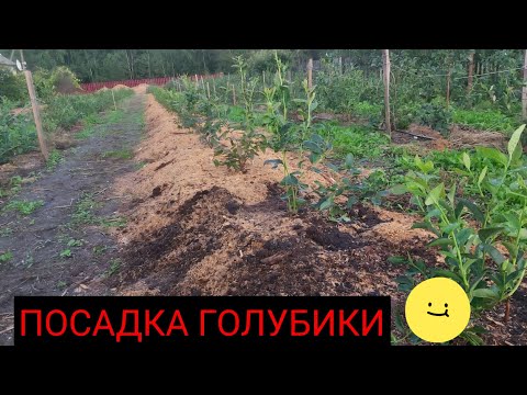 Видео: Самый легкий способ посадки голубики