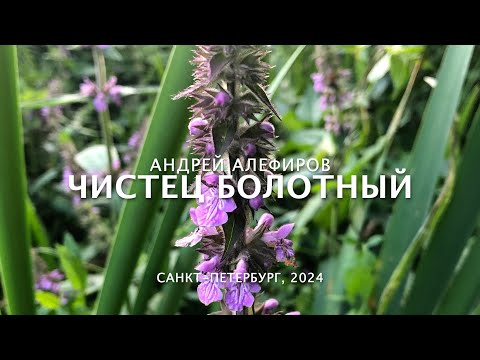 Видео: Чистец болотный. Алефиров А.Н.