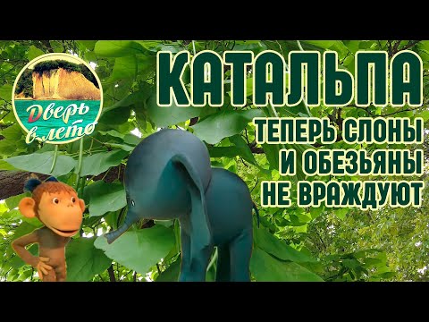 Видео: Катальпа - дерево с большими листьями